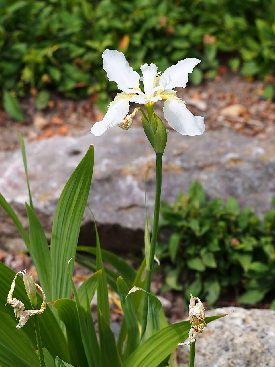 Wall Iris photo 8