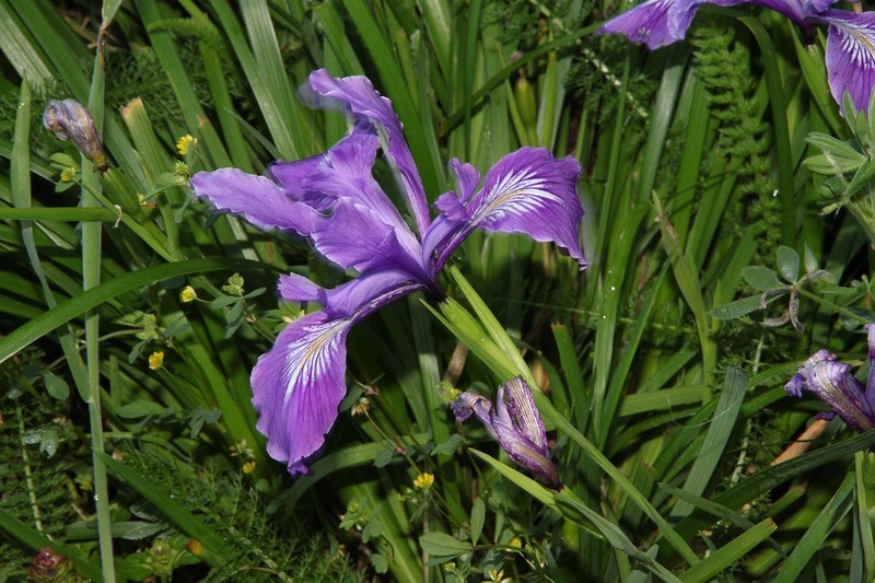 Toughleaf Iris photo 4