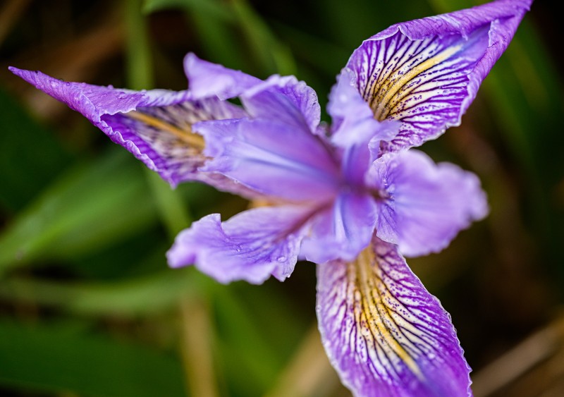 Toughleaf Iris