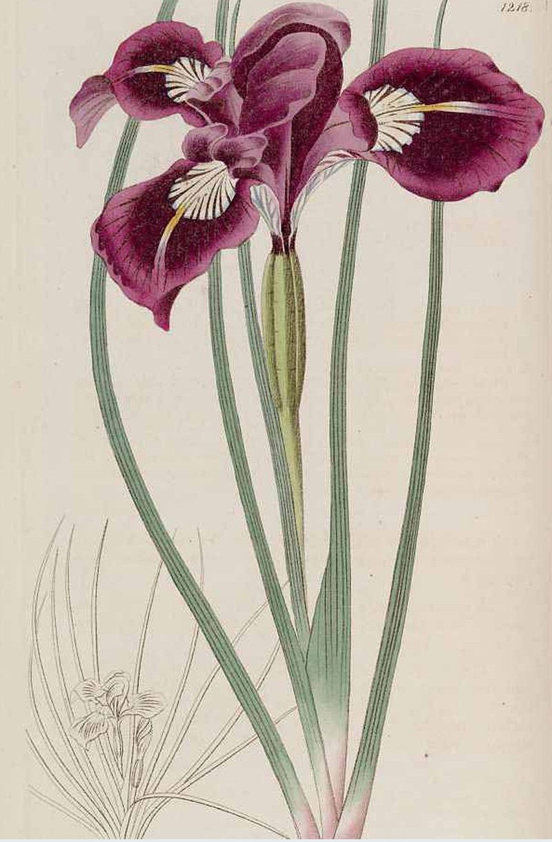 Toughleaf Iris photo 2