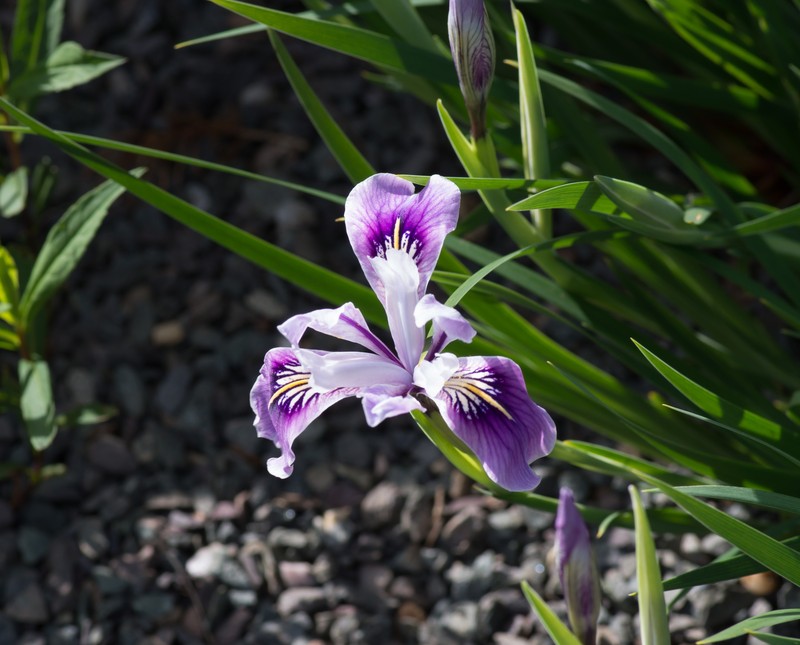 Toughleaf Iris photo 3