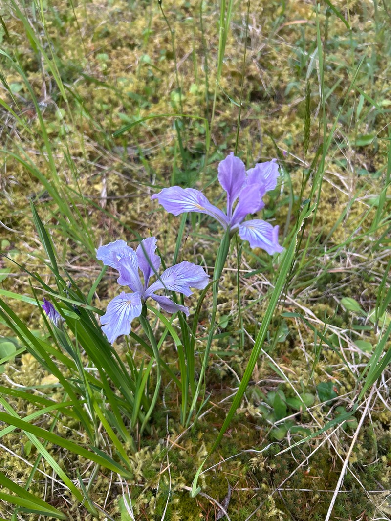 Toughleaf Iris