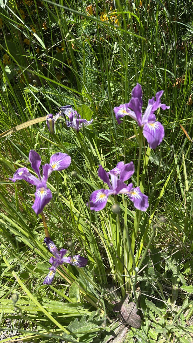 Toughleaf Iris photo 2