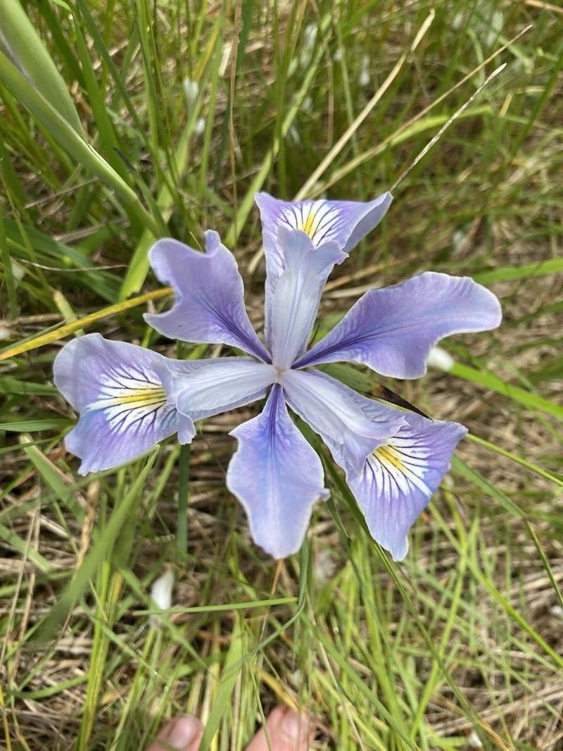 Toughleaf Iris photo 3