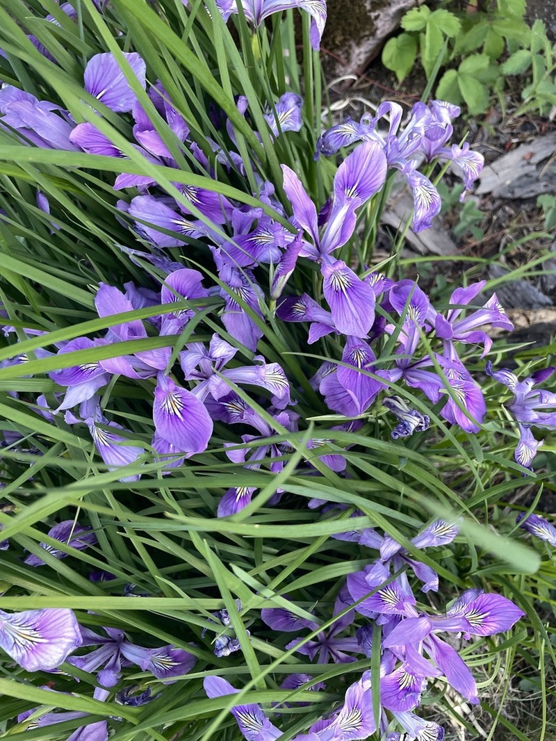 Toughleaf Iris photo 4