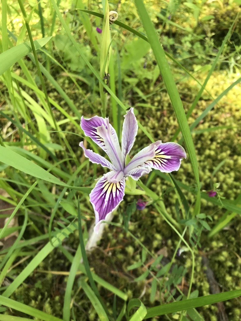 Toughleaf Iris photo 5