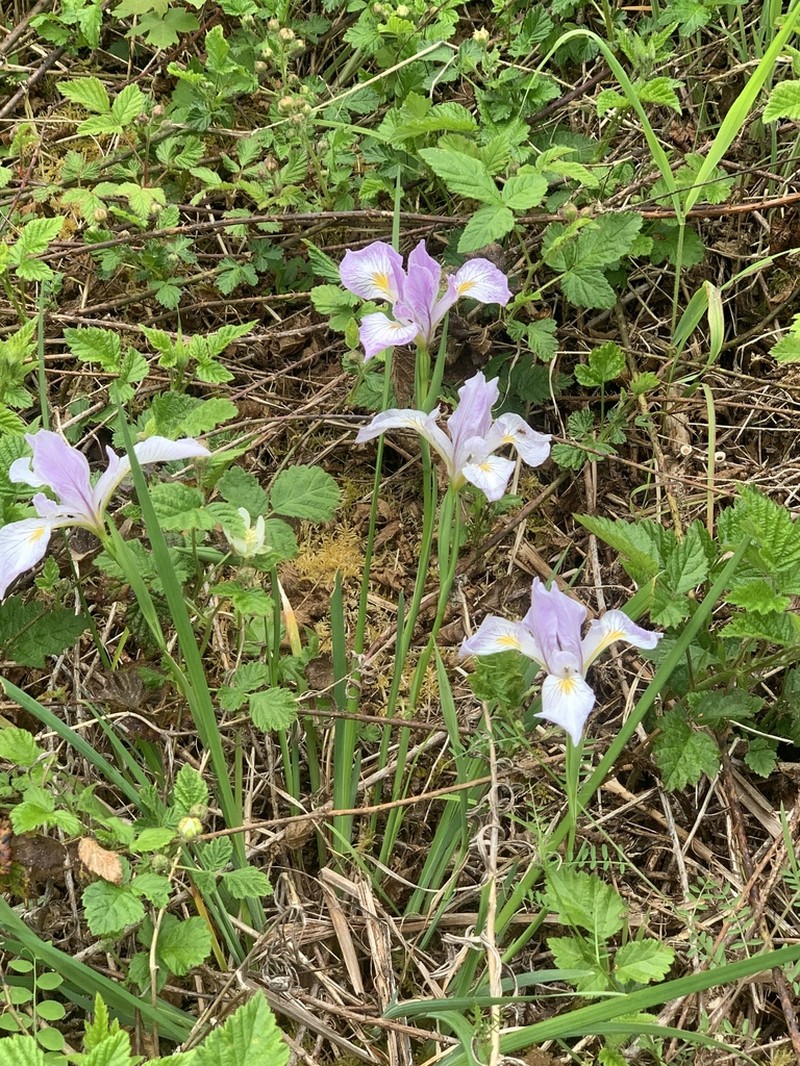 Toughleaf Iris photo 6