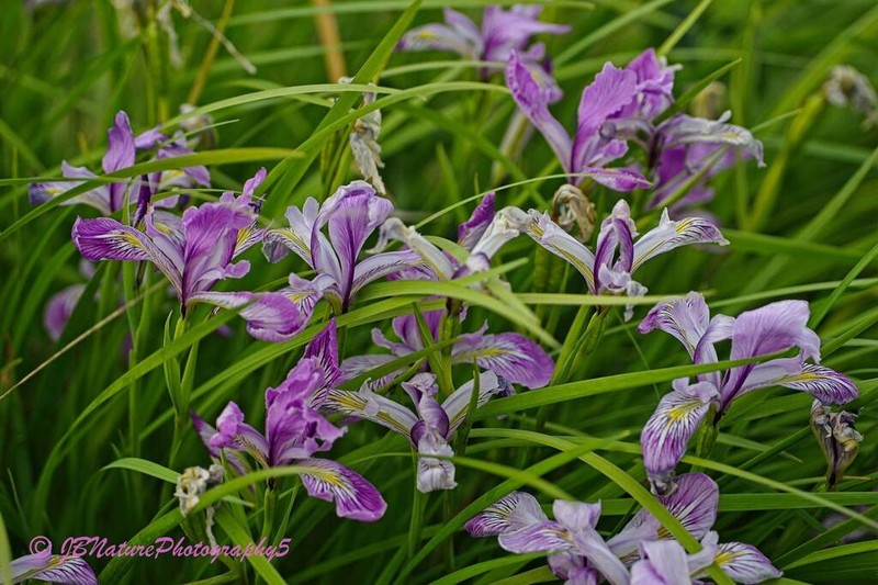 Toughleaf Iris photo 7