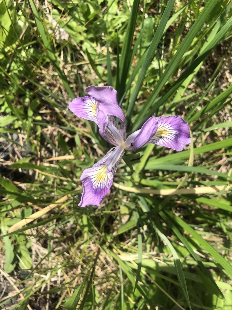 Toughleaf Iris photo 8