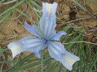 Iris tenuifolia