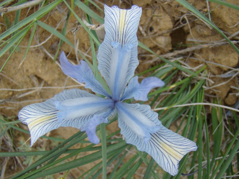 Iris tenuifolia