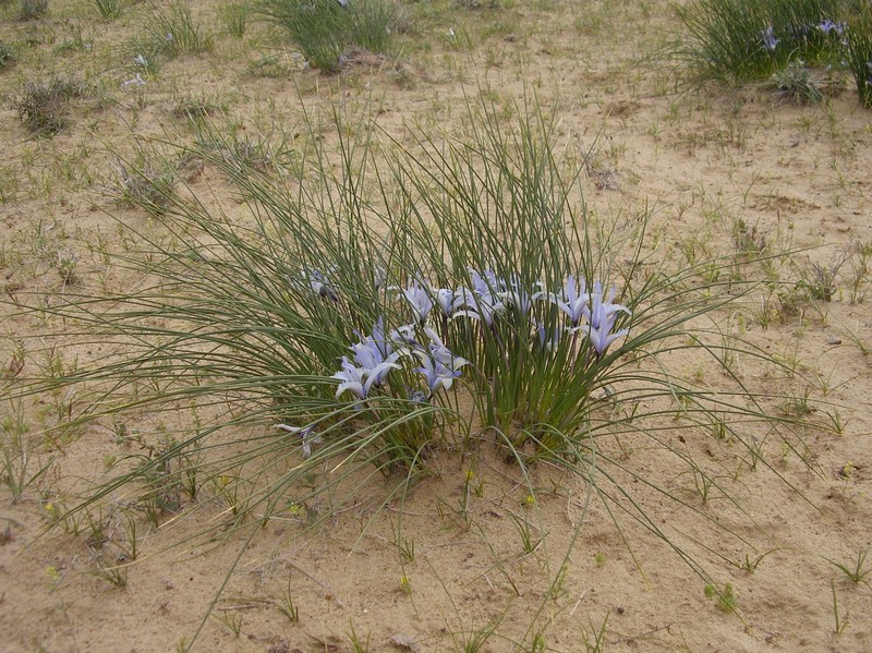 Iris tenuifolia photo 2