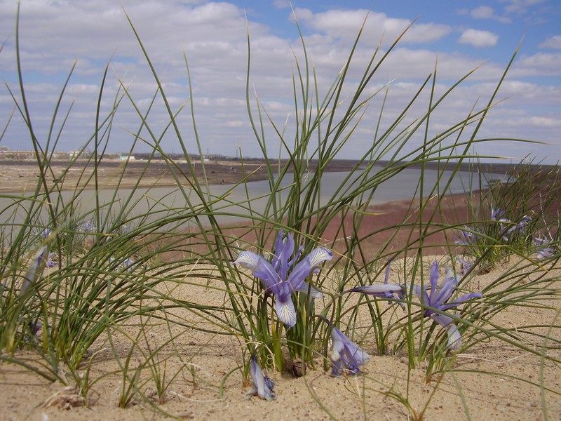Iris tenuifolia photo 3