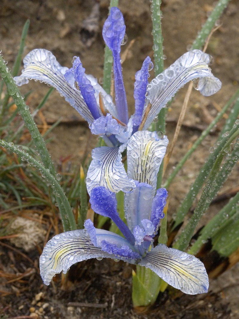 Iris tenuifolia photo 4