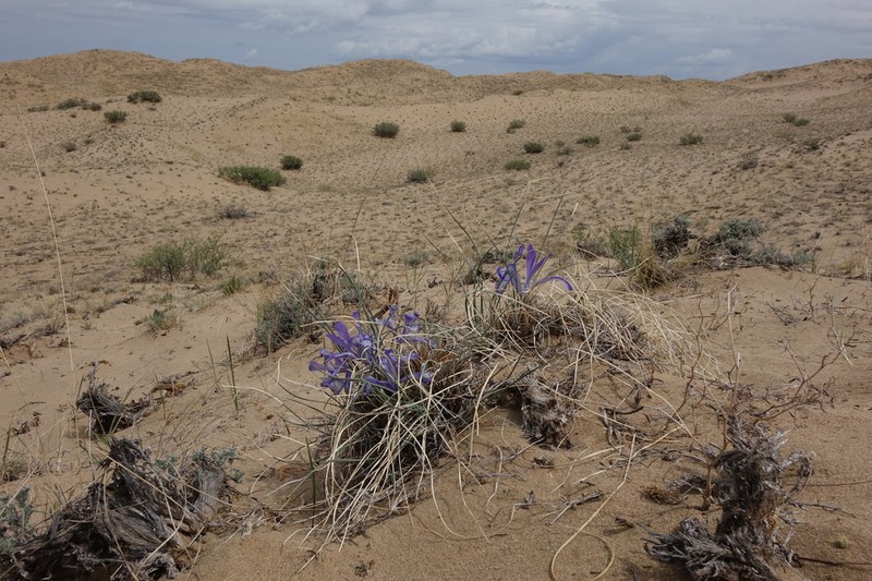 Iris tenuifolia photo 6
