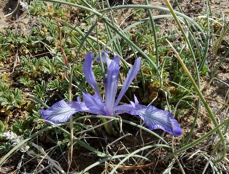 Iris tenuifolia photo 7
