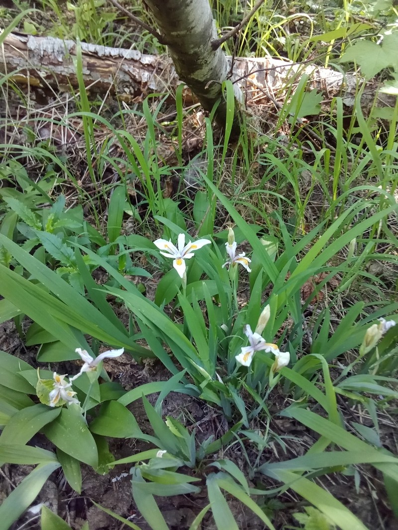 Clackamas Iris photo 2