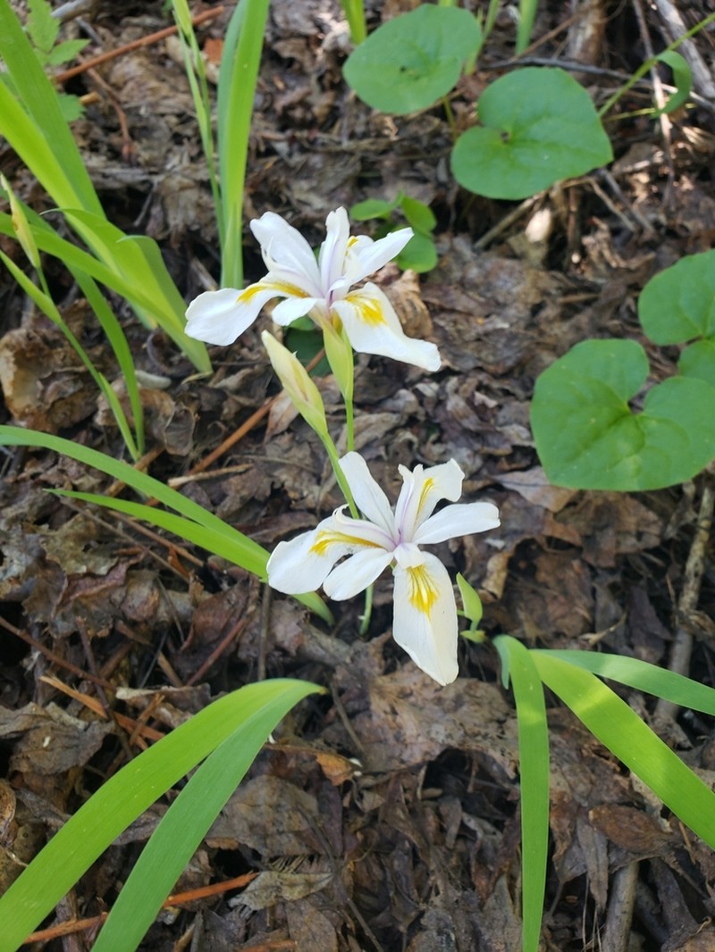 Clackamas Iris photo 3