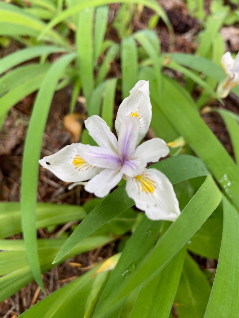 Clackamas Iris photo 4