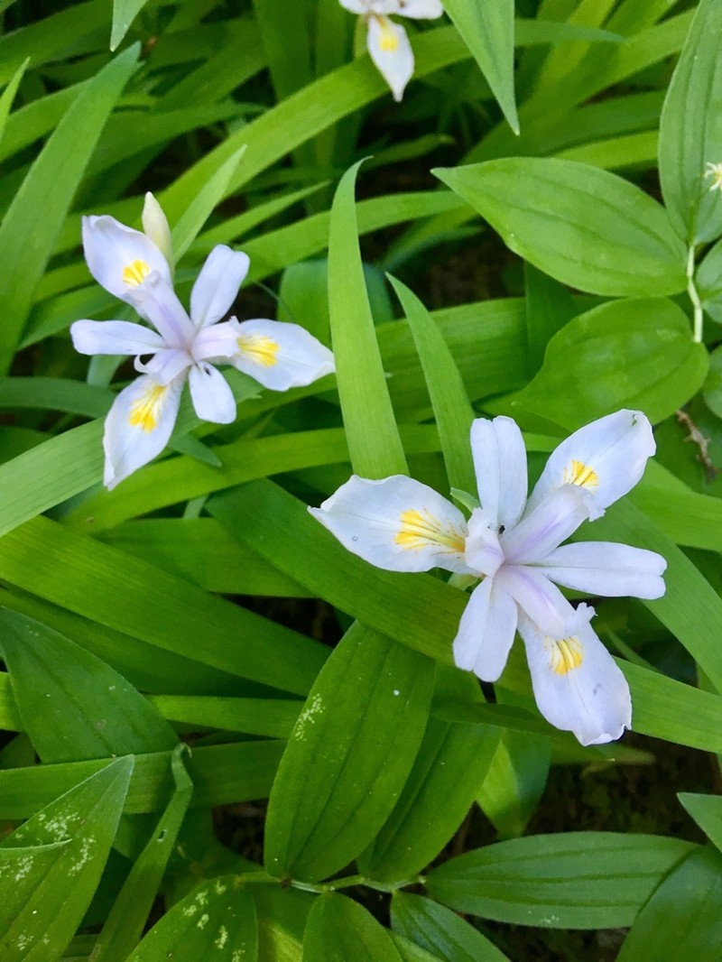 Clackamas Iris photo 5