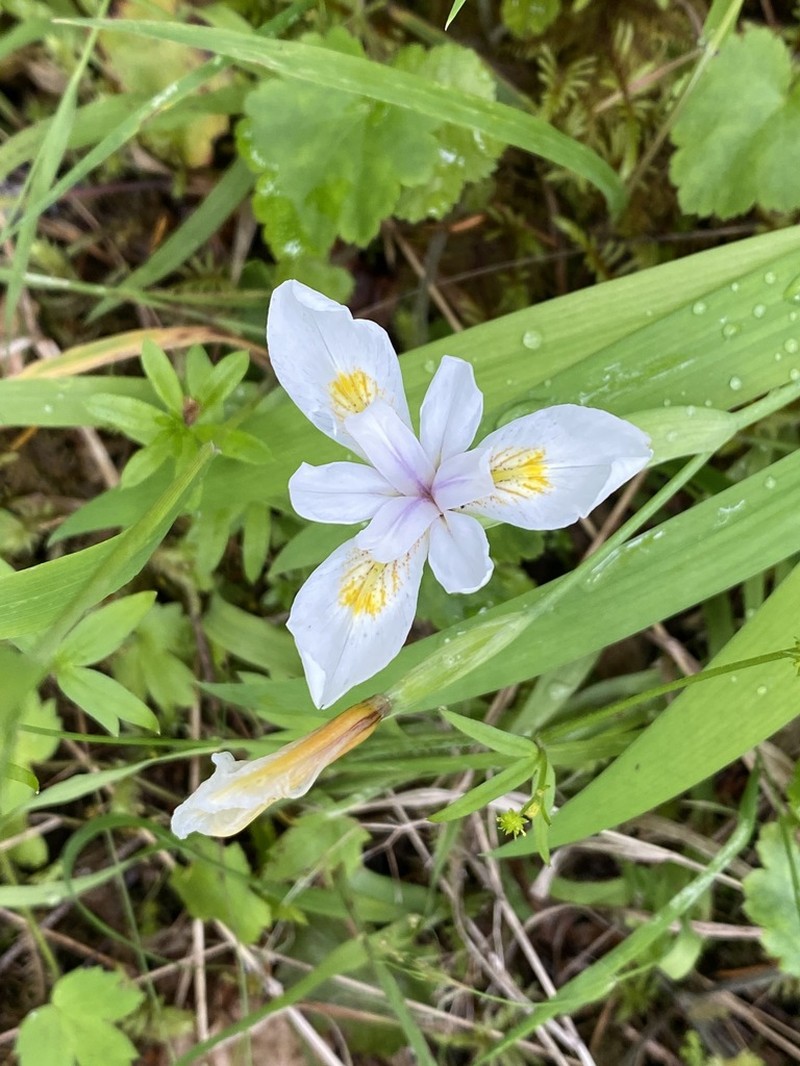 Clackamas Iris photo 6