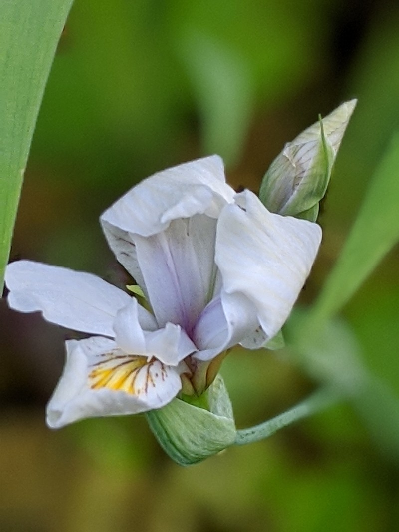 Clackamas Iris photo 7