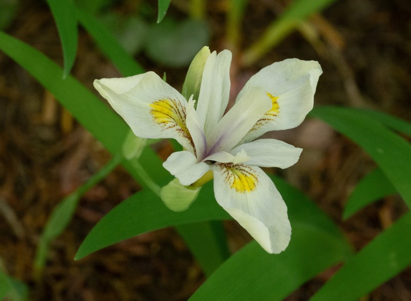 Clackamas Iris photo 8