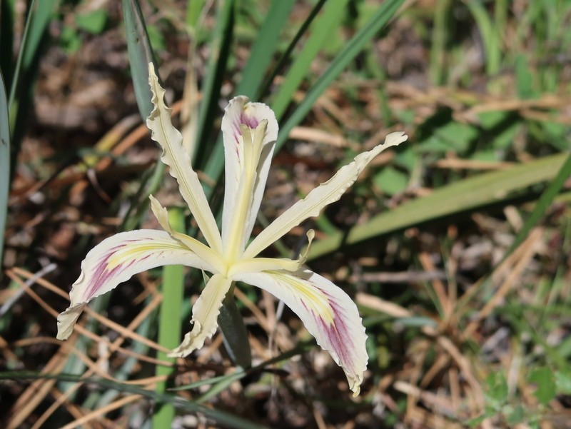 Longtube Iris