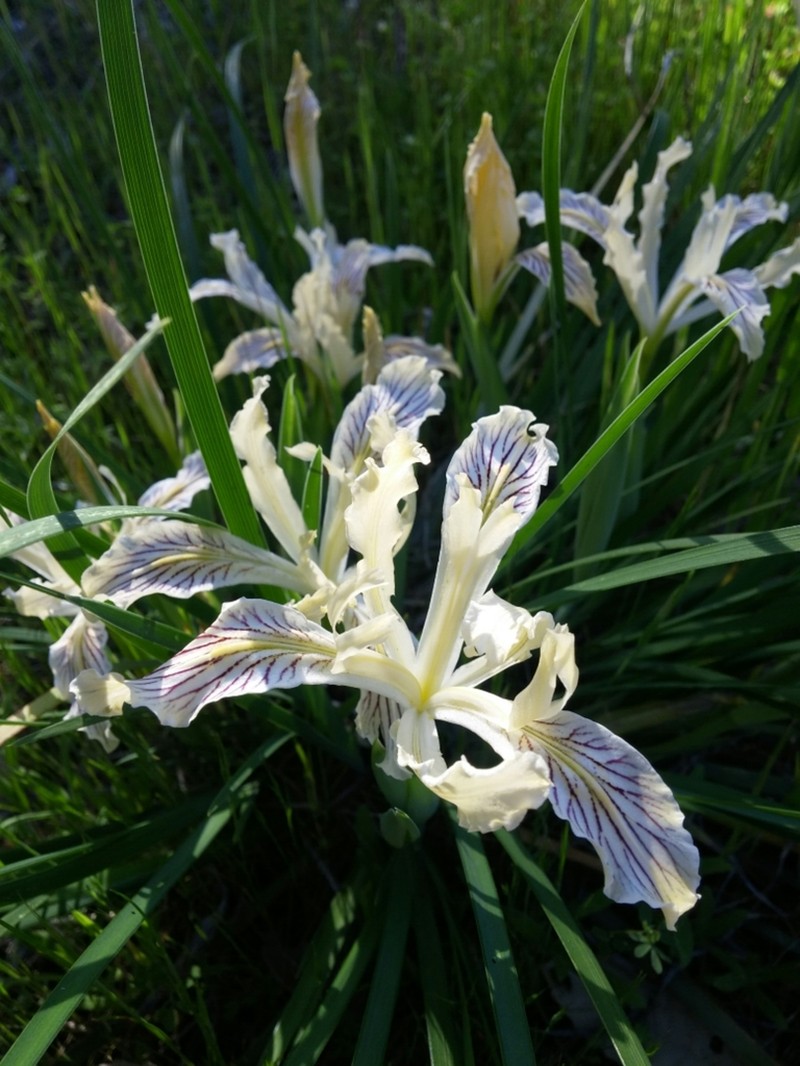 Longtube Iris photo 2
