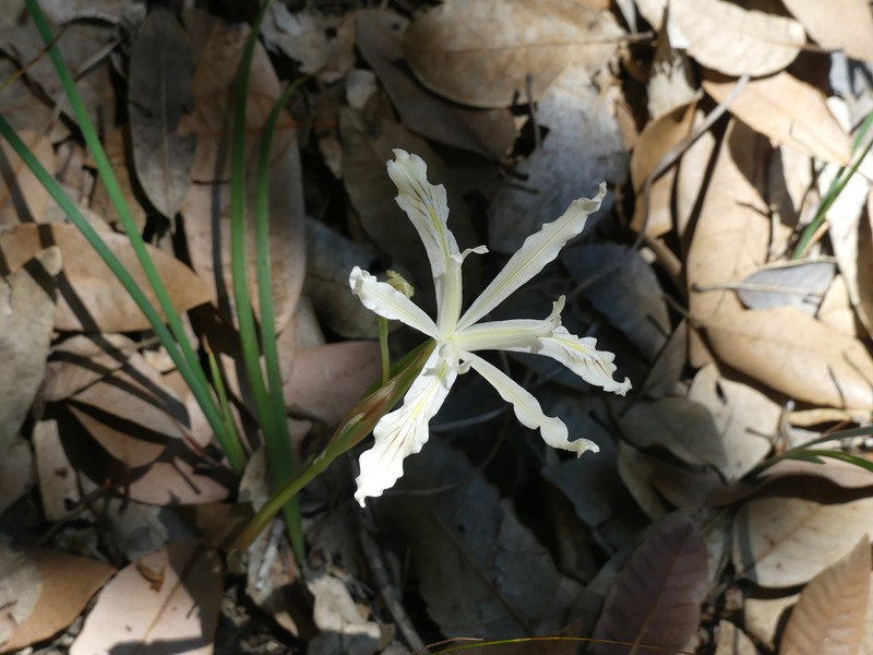 Longtube Iris photo 3