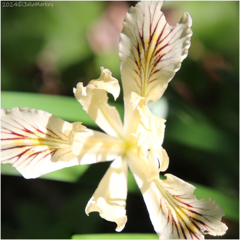 Longtube Iris photo 4