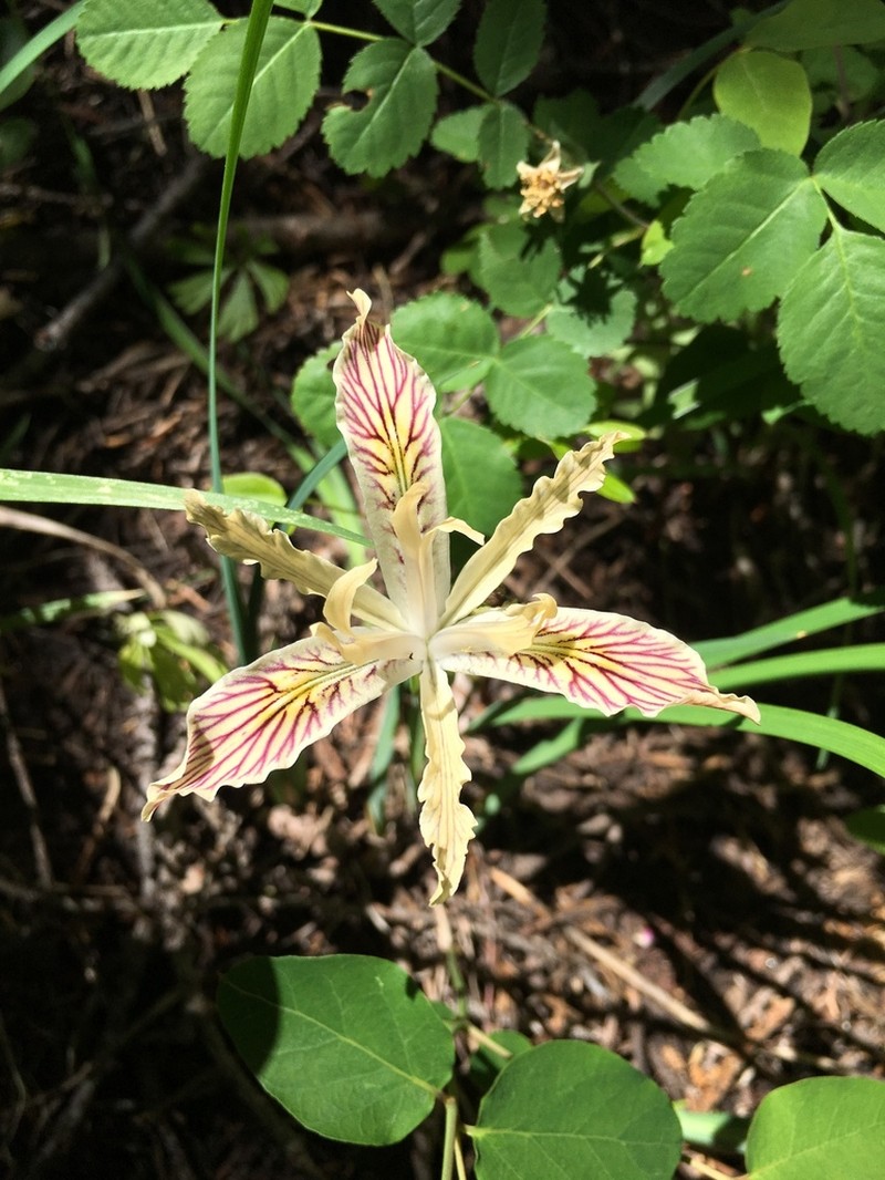 Longtube Iris photo 5
