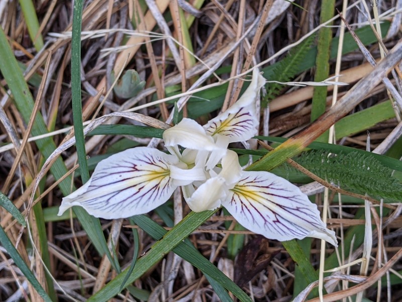 Longtube Iris photo 6