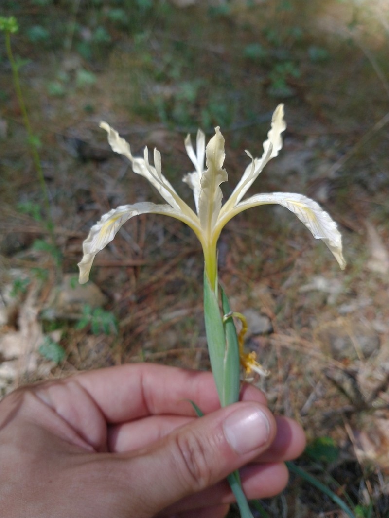 Longtube Iris photo 7