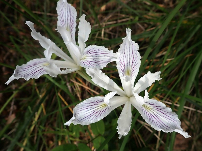 Longtube Iris photo 8