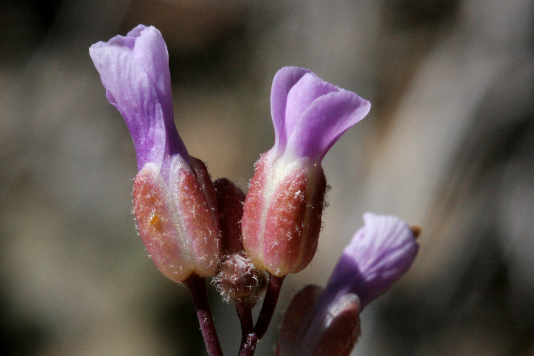 Thompson's Iris photo 2