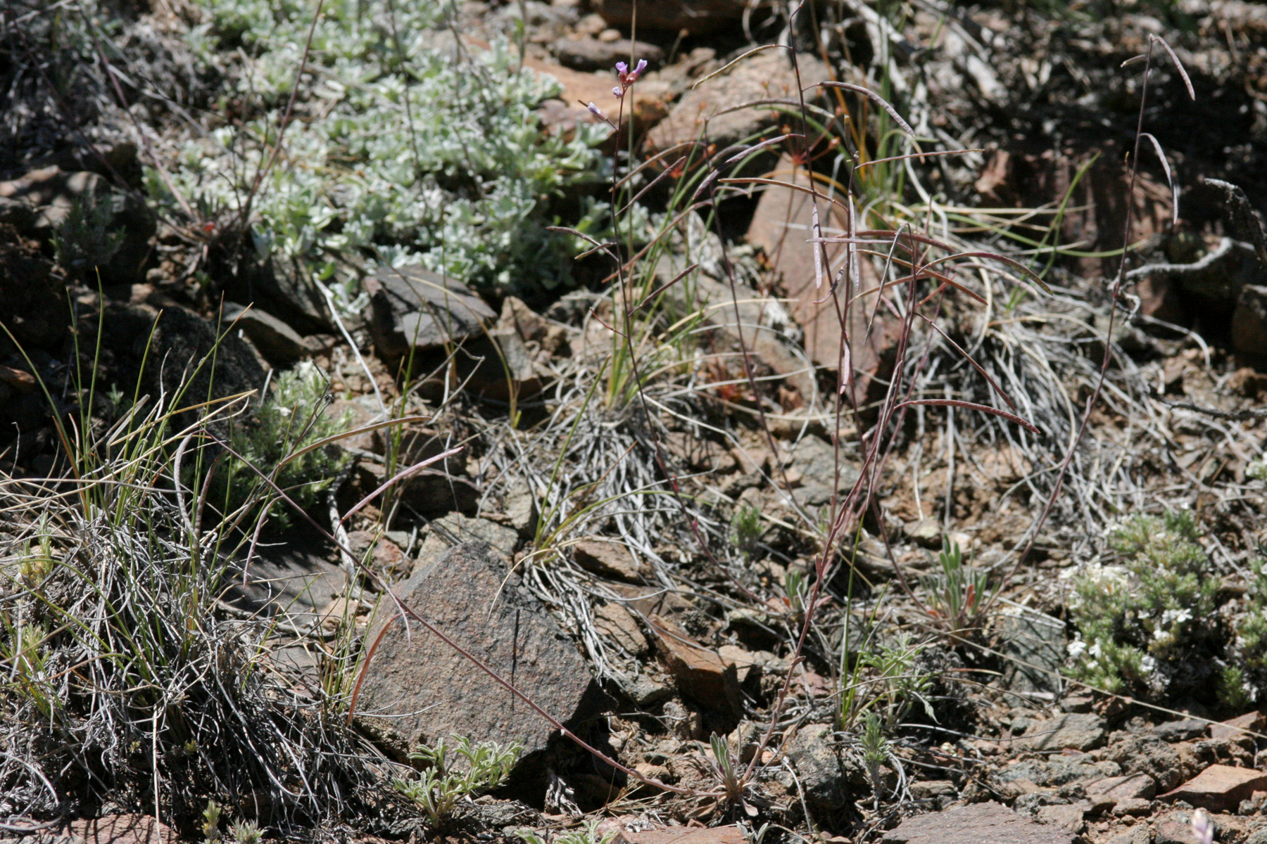 Thompson's Iris photo 3