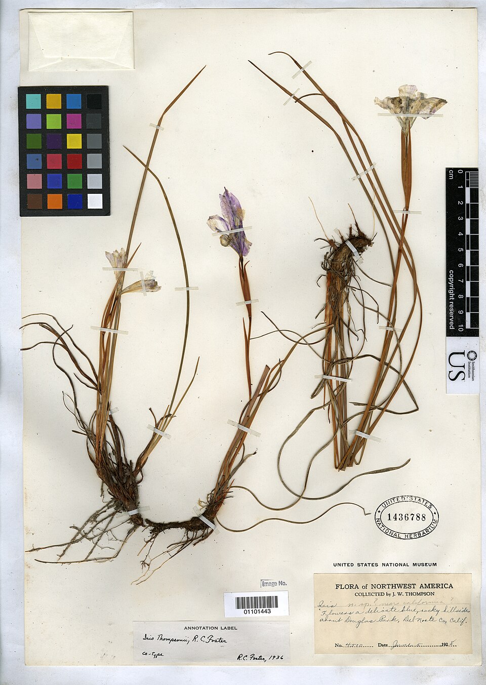 Thompson's Iris photo 4