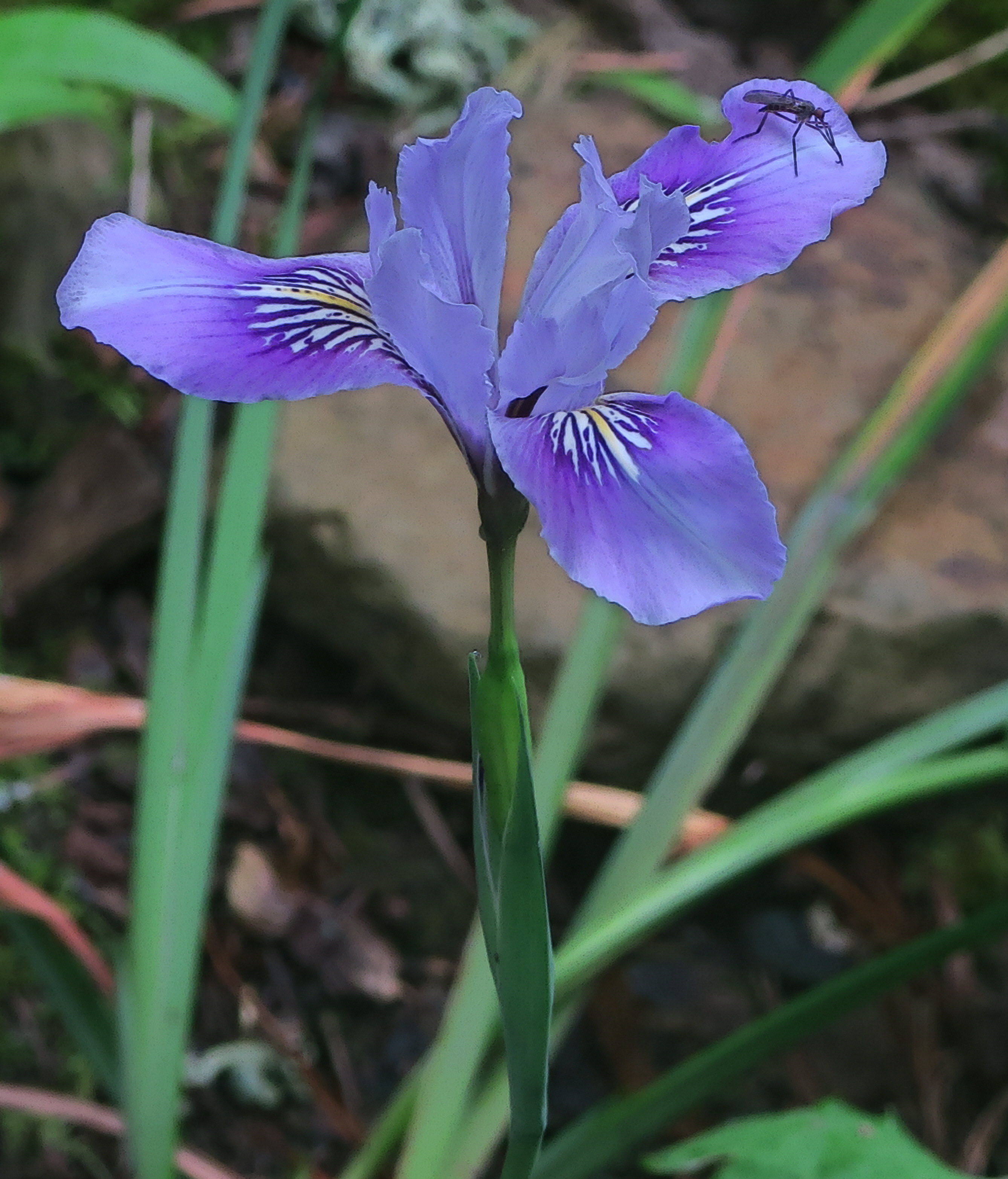 Thompson's Iris