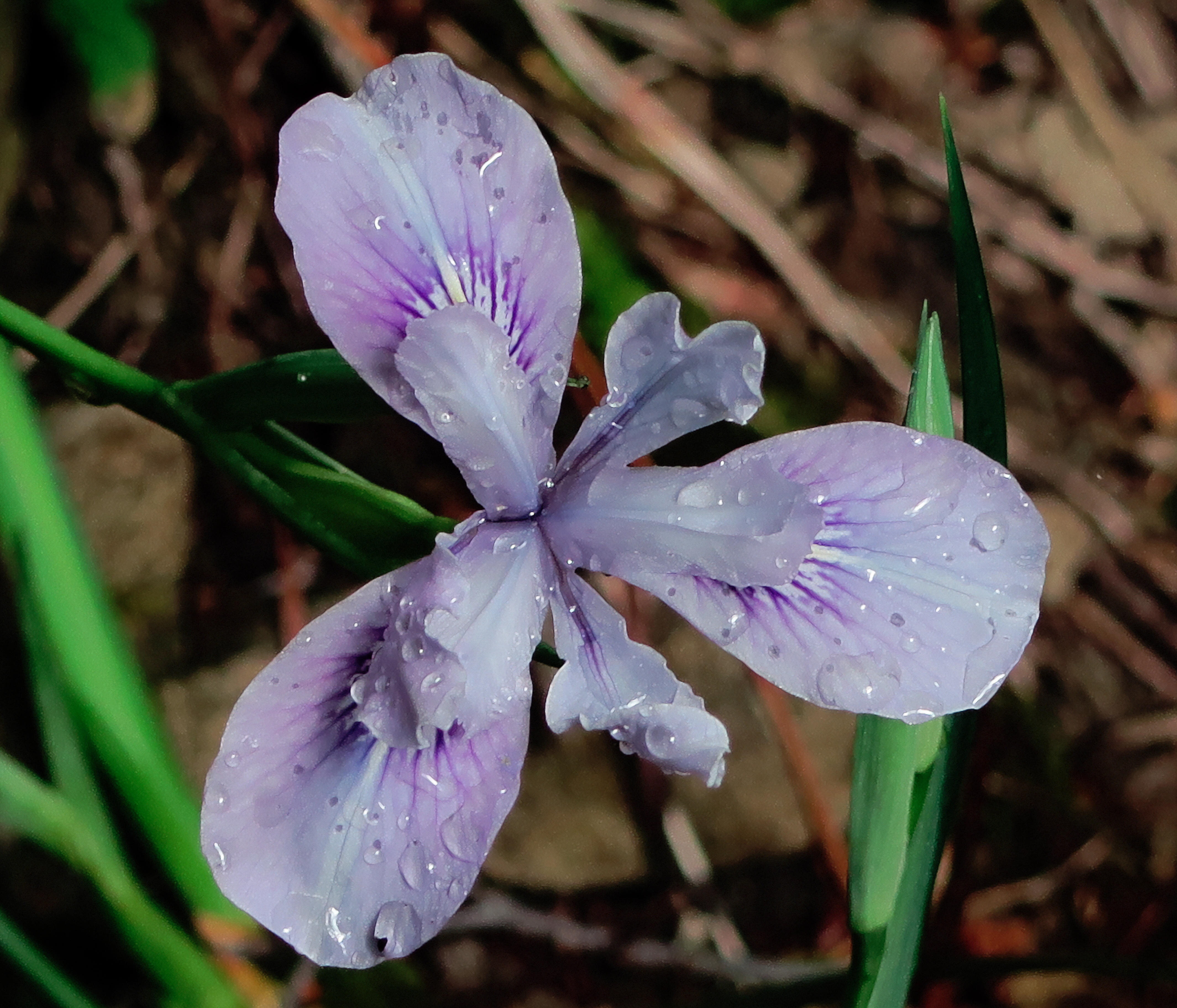 Thompson's Iris photo 5