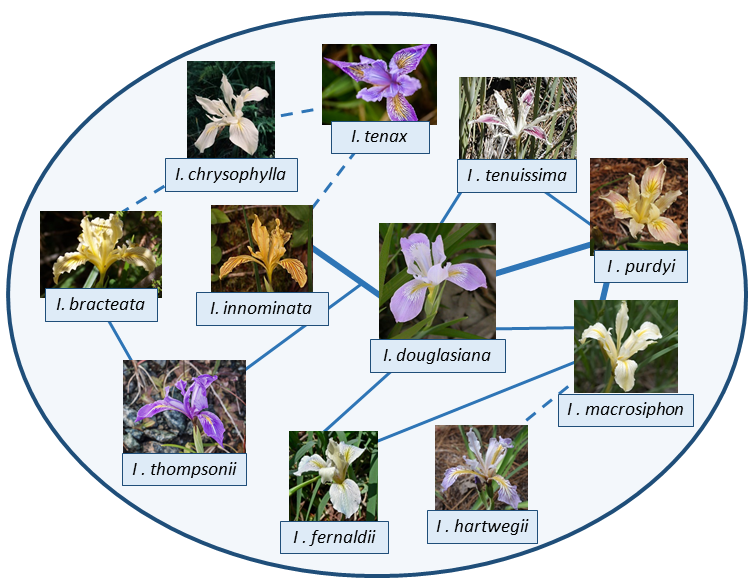 Thompson's Iris photo 6