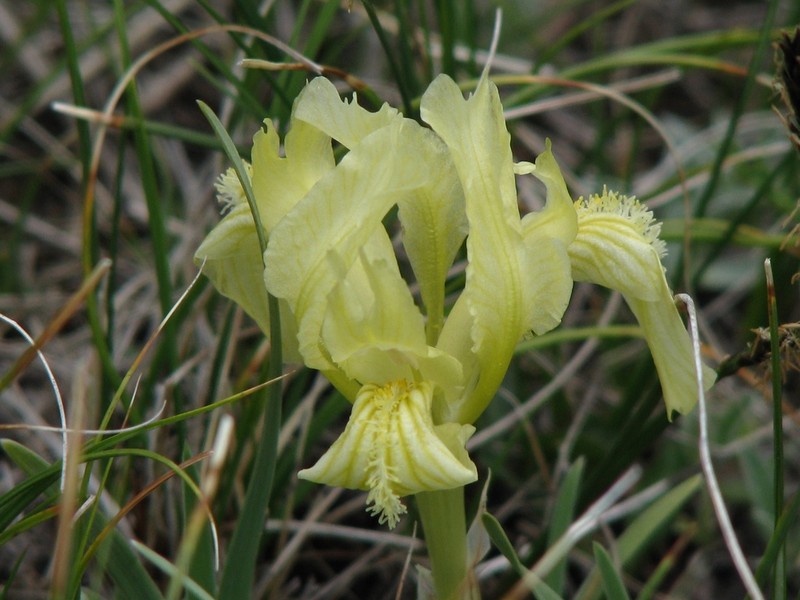 Iris thoroldii