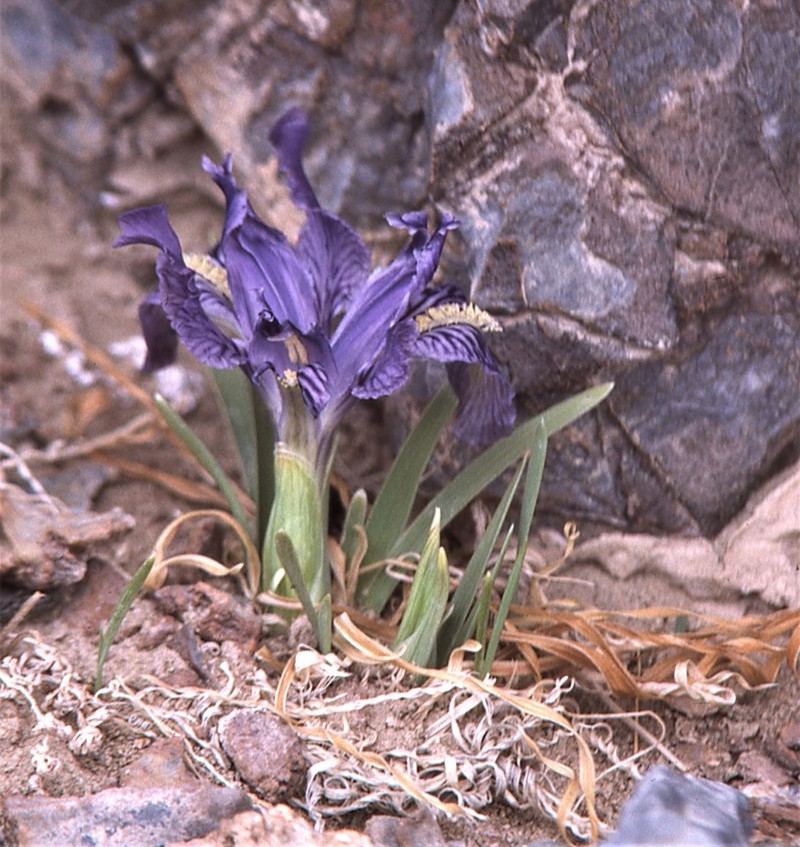 Iris thoroldii photo 2