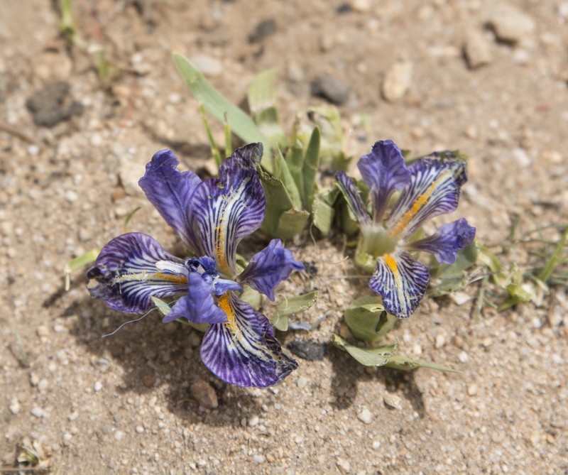 Iris thoroldii photo 3