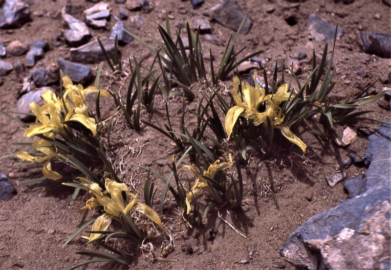 Iris thoroldii photo 4