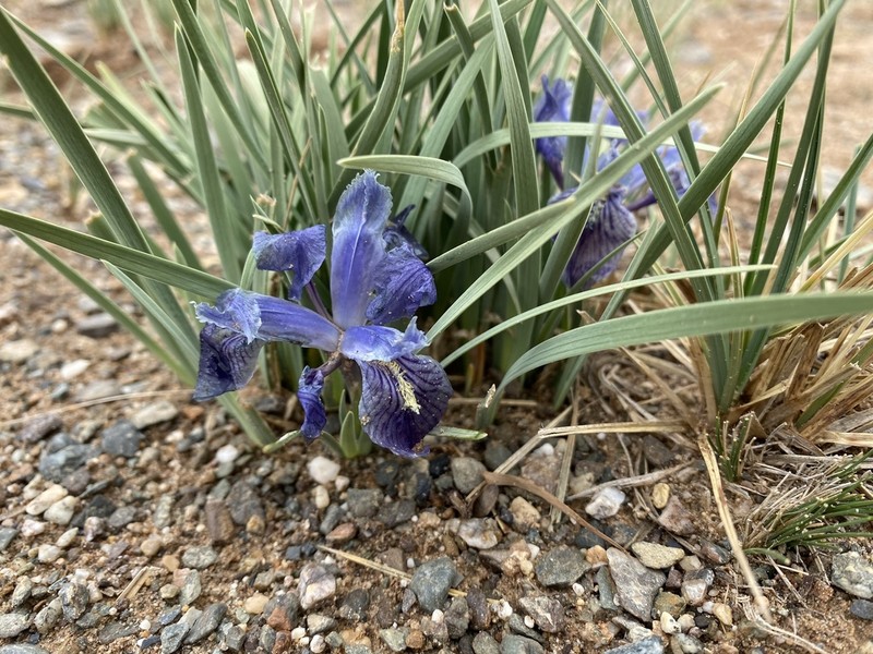 Iris thoroldii photo 5