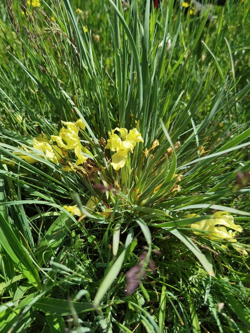 Iris thoroldii photo 6