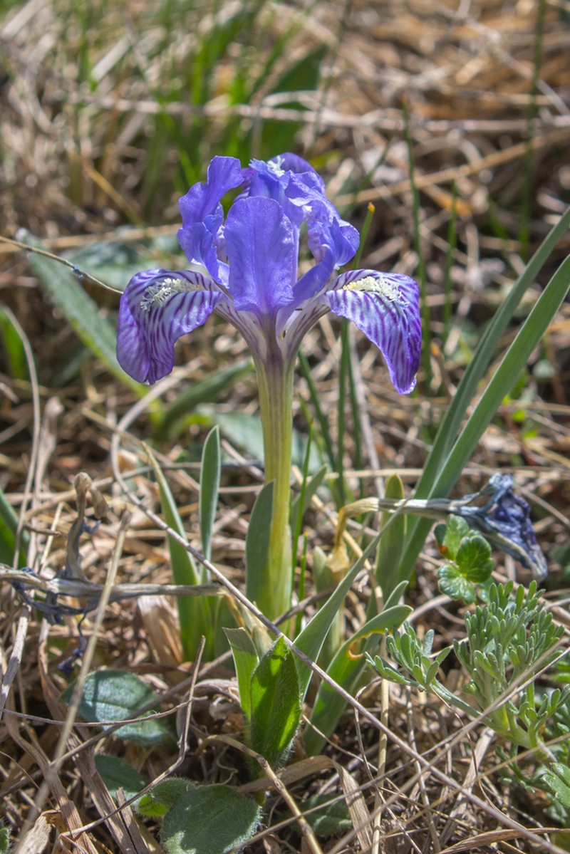 Iris thoroldii photo 7