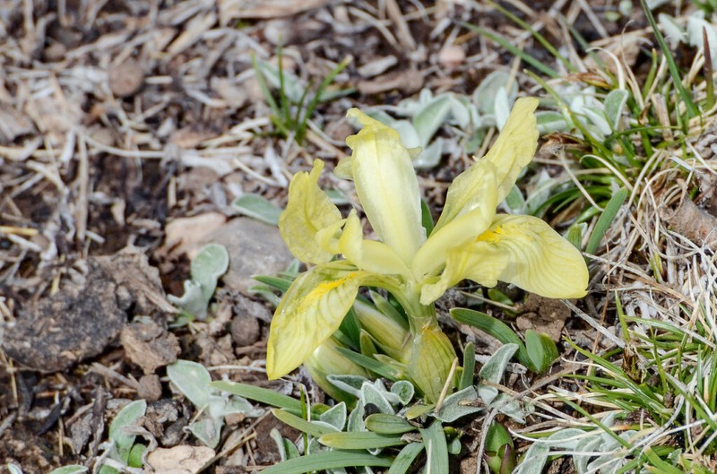 Iris thoroldii photo 8