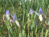 Iris tibetica